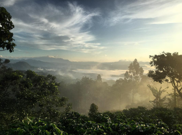 Relationships Matter: Year 2 with Gold Mountain Coffee Growers